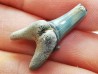 Dent de requin : Palaeohypotodus bronni, Crétacé Supérieur,  Eben-Emael, Belgique