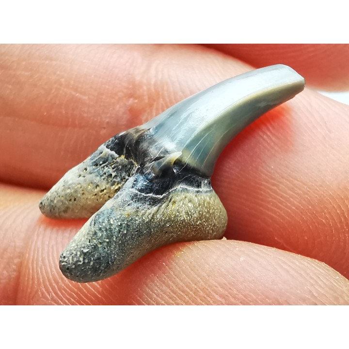 Dent de requin : Palaeohypotodus bronni, Crétacé Supérieur,  Eben-Emael, Belgique