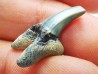 Shark tooth: Palaeohypotodus bronni, Late Cretaceous, Eben-Emael, Belgium