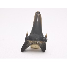 Dent de requin : Palaeohypotodus bronni, Crétacé Supérieur,  Eben-Emael, Belgique