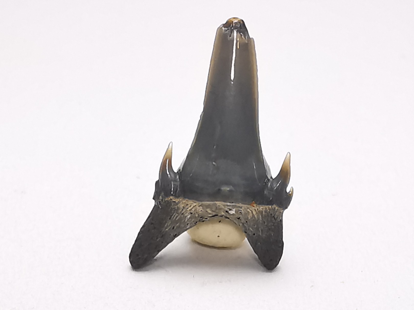 Dent de requin : Palaeohypotodus bronni, Crétacé Supérieur, Eben-Emael, Belgique