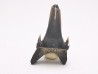 Shark tooth: Palaeohypotodus bronni, Late Cretaceous,  Eben-Emael, Belgium