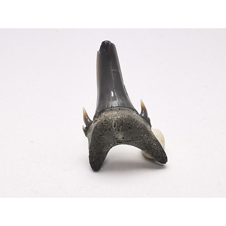 Shark tooth: Palaeohypotodus bronni, Late Cretaceous,  Eben-Emael, Belgium