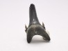 Dent de requin : Palaeohypotodus bronni, Crétacé Supérieur, Eben-Emael, Belgique