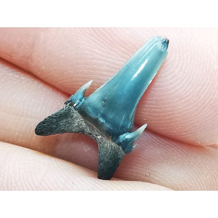 Shark tooth: Palaeohypotodus bronni, Late Cretaceous,  Eben-Emael, Belgium