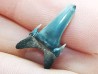 Shark tooth: Palaeohypotodus bronni, Late Cretaceous,  Eben-Emael, Belgium