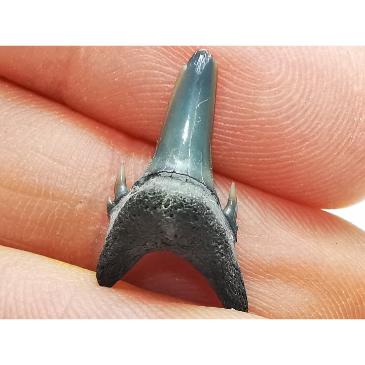 Dent de requin : Palaeohypotodus bronni, Crétacé Supérieur,  Eben-Emael, Belgique