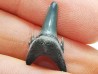 Dent de requin : Palaeohypotodus bronni, Crétacé Supérieur, Eben-Emael, Belgique