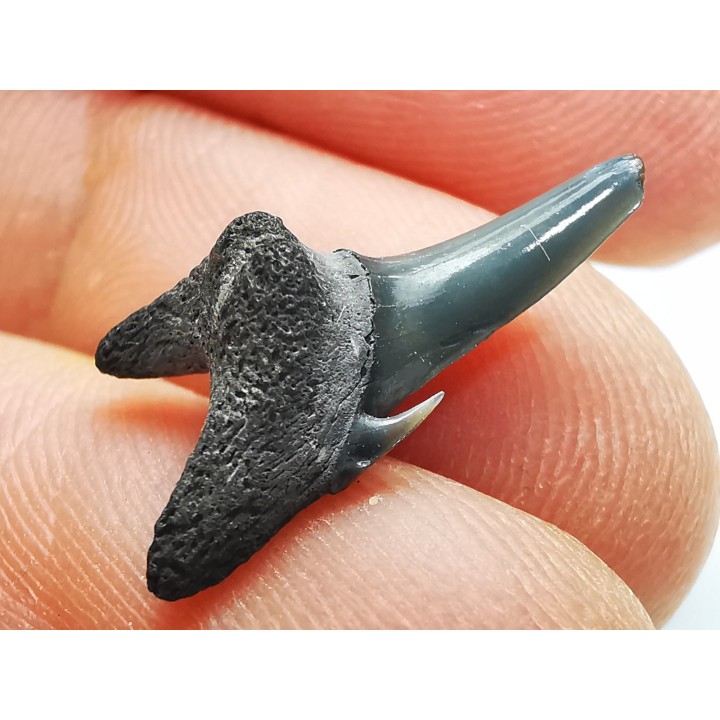 Dent de requin : Palaeohypotodus bronni, Crétacé Supérieur,  Eben-Emael, Belgique