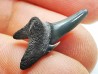 Dent de requin : Palaeohypotodus bronni, Crétacé Supérieur, Eben-Emael, Belgique