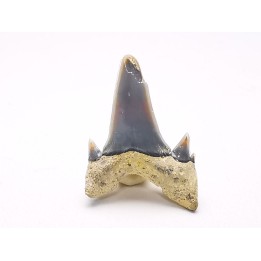Shark tooth: Seratolamna serrata, Late Cretaceous,  Eben-Emael, Belgium