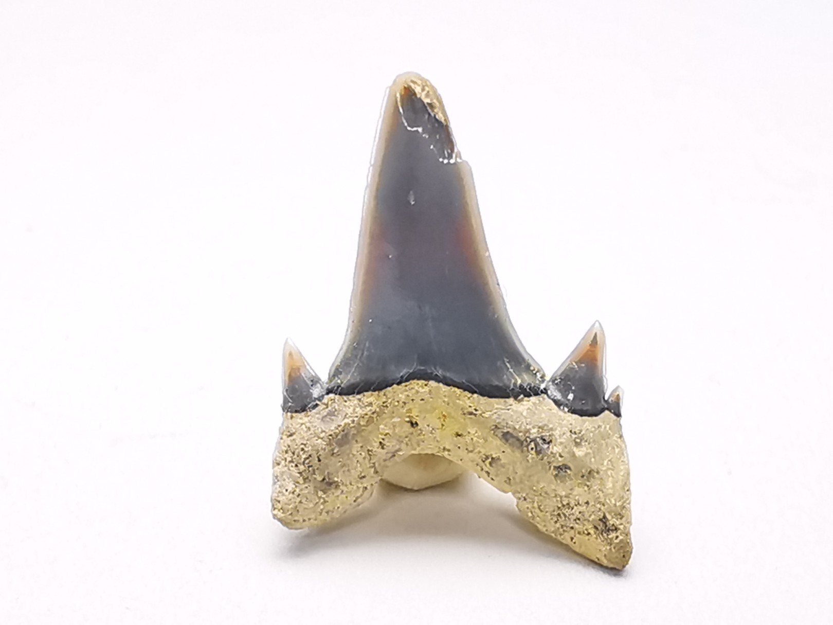 Shark tooth: Seratolamna serrata, Late Cretaceous, Eben-Emael, Belgium