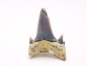 Shark tooth: Seratolamna serrata, Late Cretaceous, Eben-Emael, Belgium