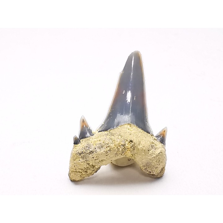 Shark tooth: Seratolamna serrata, Late Cretaceous,  Eben-Emael, Belgium
