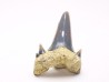 Shark tooth: Seratolamna serrata, Late Cretaceous, Eben-Emael, Belgium