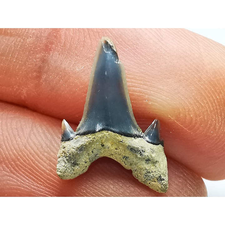 Dent de requin : Seratolamna serrata, Crétacé Supérieur,  Eben-Emael, Belgique