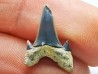 Dent de requin : Seratolamna serrata, Crétacé Supérieur,  Eben-Emael, Belgique