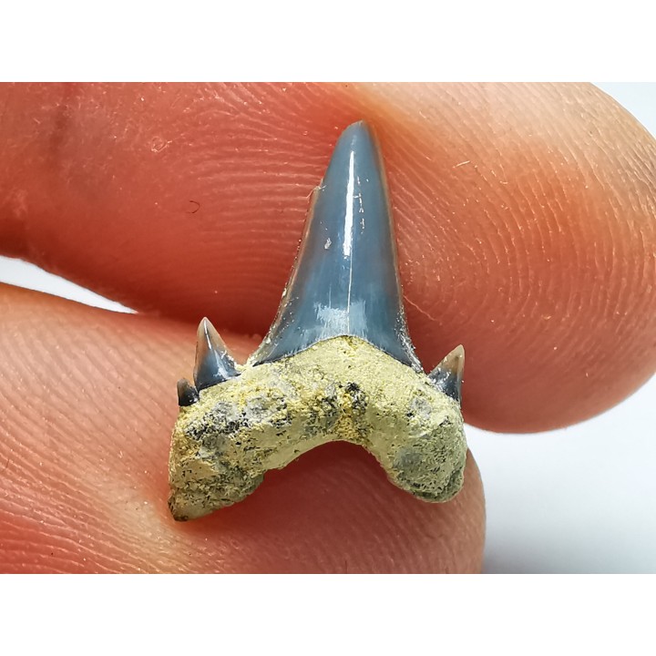Shark tooth: Seratolamna serrata, Late Cretaceous,  Eben-Emael, Belgium