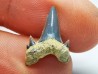 Dent de requin : Seratolamna serrata, Crétacé Supérieur,  Eben-Emael, Belgique