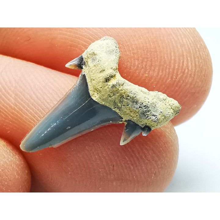 Shark tooth: Seratolamna serrata, Late Cretaceous,  Eben-Emael, Belgium