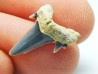 Shark tooth: Seratolamna serrata, Late Cretaceous, Eben-Emael, Belgium