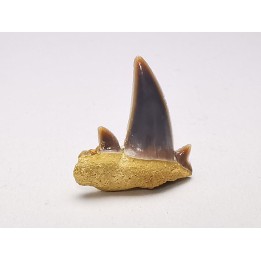 Dent de requin : Seratolamna serrata, Crétacé Supérieur,  Canal Albert, Belgique
