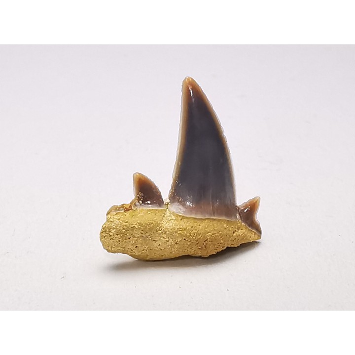 Shark tooth: Seratolamna serrata, Late Cretaceous,  Canal Albert, Belgium
