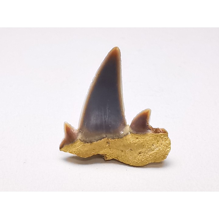 Shark tooth: Seratolamna serrata, Late Cretaceous,  Canal Albert, Belgium