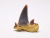 Shark tooth: Seratolamna serrata, Late Cretaceous,  Canal Albert, Belgium