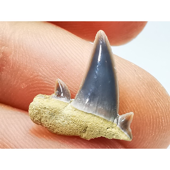 Shark tooth: Seratolamna serrata, Late Cretaceous,  Canal Albert, Belgium