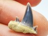 Dent de requin : Seratolamna serrata, Crétacé Supérieur,  Canal Albert, Belgique