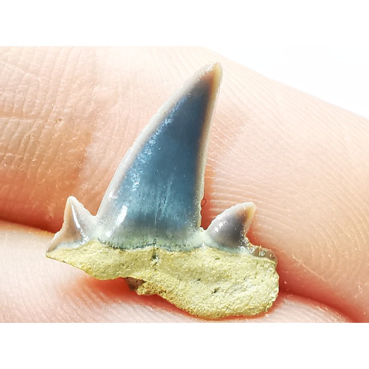 Dent de requin : Seratolamna serrata, Crétacé Supérieur,  Canal Albert, Belgique