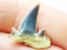 Dent de requin : Seratolamna serrata, Crétacé Supérieur,  Canal Albert, Belgique