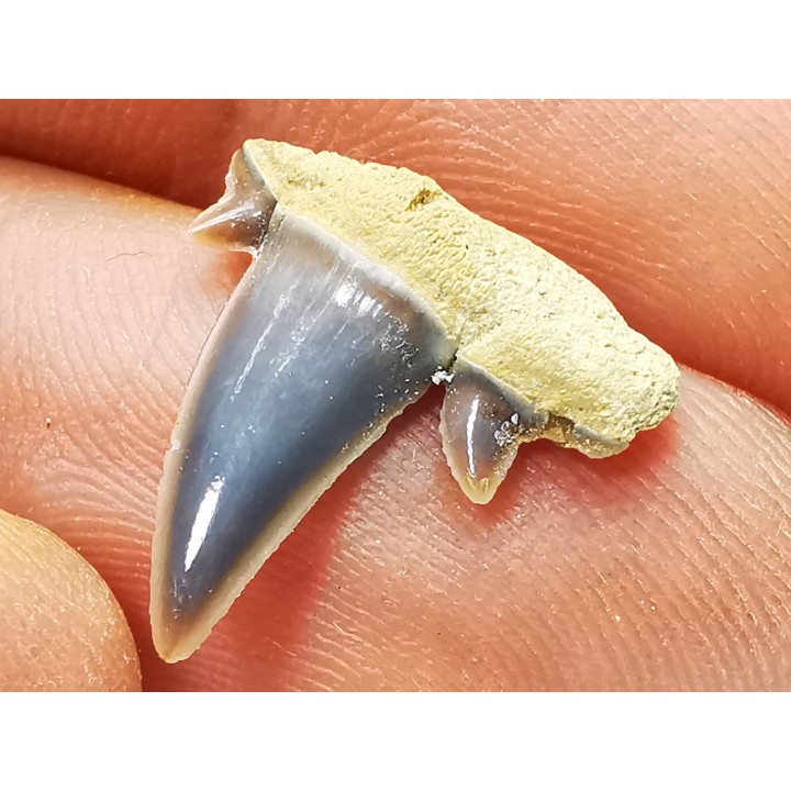 Shark tooth: Seratolamna serrata, Late Cretaceous,  Canal Albert, Belgium