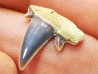 Dent de requin : Seratolamna serrata, Crétacé Supérieur,  Canal Albert, Belgique