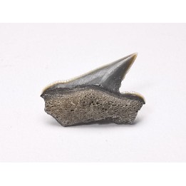Dent de requin : Pseudocorax affinis, Crétacé Supérieur,  Eben-Emael, Belgique