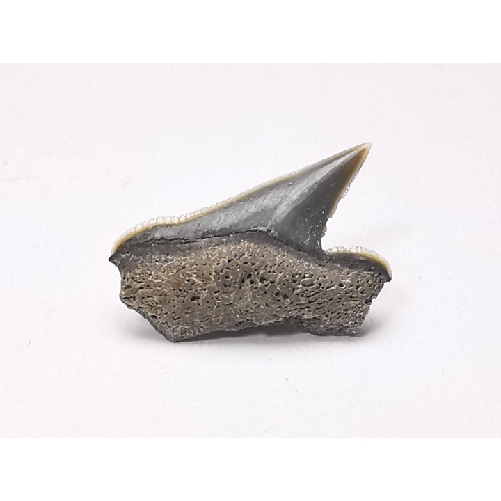 Dent de requin : Pseudocorax affinis, Crétacé Supérieur,  Eben-Emael, Belgique