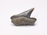 Dent de requin : Pseudocorax affinis, Crétacé Supérieur,  Eben-Emael, Belgique
