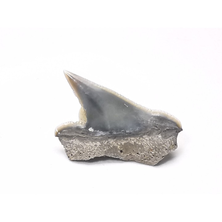 Dent de requin : Pseudocorax affinis, Crétacé Supérieur,  Eben-Emael, Belgique