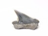 Shark tooth: Pseudocorax affinis, Late Cretaceous,  Eben-Emael, Belgium
