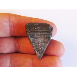 calceola sandalina (3)