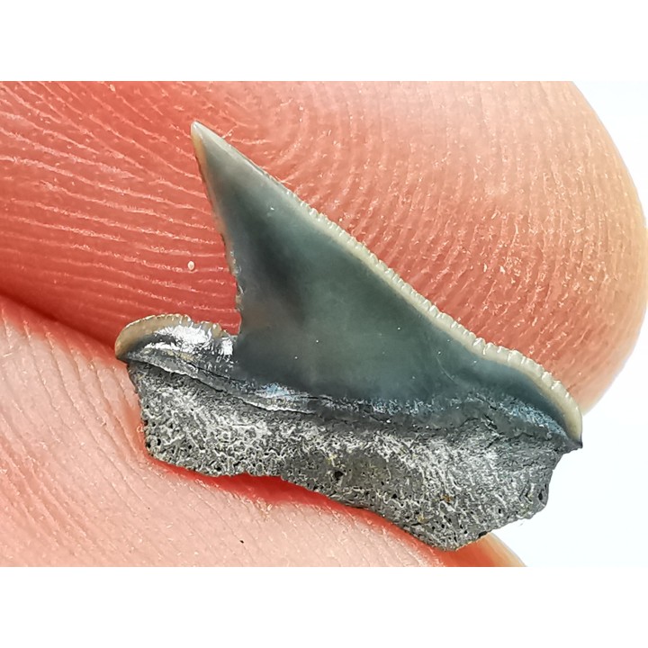 Dent de requin : Pseudocorax affinis, Crétacé Supérieur,  Eben-Emael, Belgique