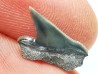 Shark tooth: Pseudocorax affinis, Late Cretaceous,  Eben-Emael, Belgium