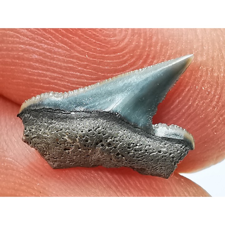 Shark tooth: Pseudocorax affinis, Late Cretaceous,  Eben-Emael, Belgium