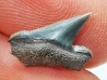 Dent de requin : Pseudocorax affinis, Crétacé Supérieur,  Eben-Emael, Belgique