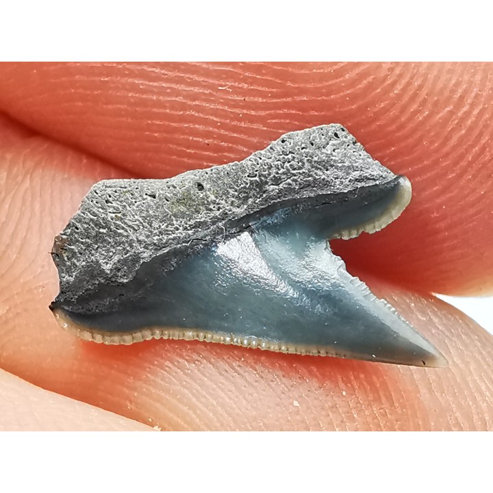 Shark tooth: Pseudocorax affinis, Late Cretaceous,  Eben-Emael, Belgium