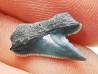 Shark tooth: Pseudocorax affinis, Late Cretaceous,  Eben-Emael, Belgium