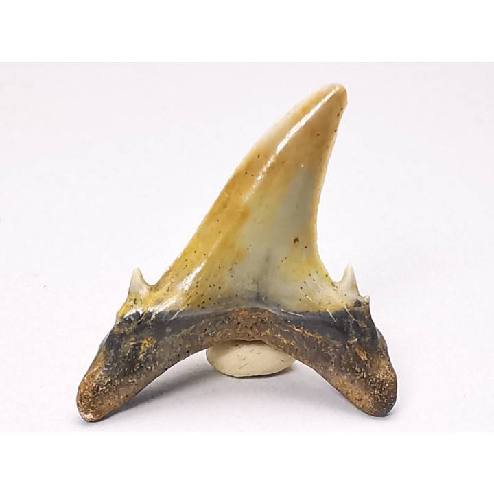 Dent de requin : Hypotodus verticalis, Eocene, Balegem, Belgique