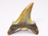 Shark tooth: Hypotodus verticalis, Eocene,  Balegem, Belgium