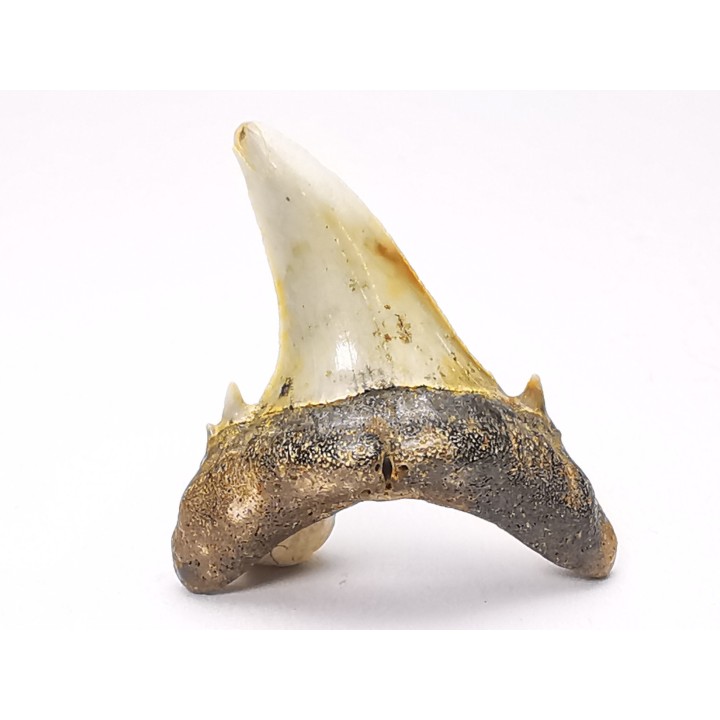 Dent de requin : Hypotodus verticalis, Eocene, Balegem, Belgique